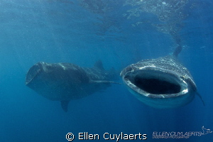 So happy together (me &you & you & me)

During the year... by Ellen Cuylaerts 